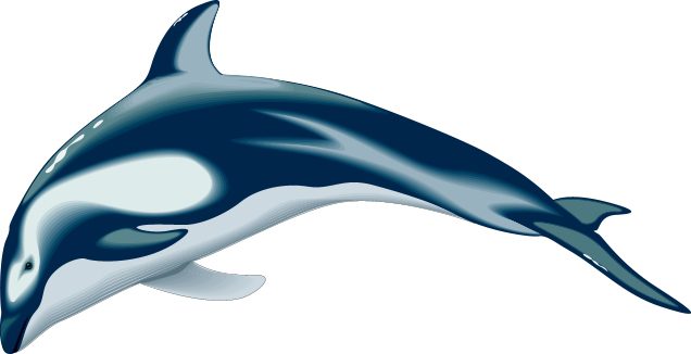 Dolphin lid for bandsaw box